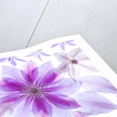 Clematis flowers by Assaf Frank